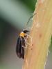 Luperus sp.